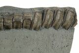 Fossil Ichthyosaur (Stenopterygius) Vertebrae String - Germany #351235-3
